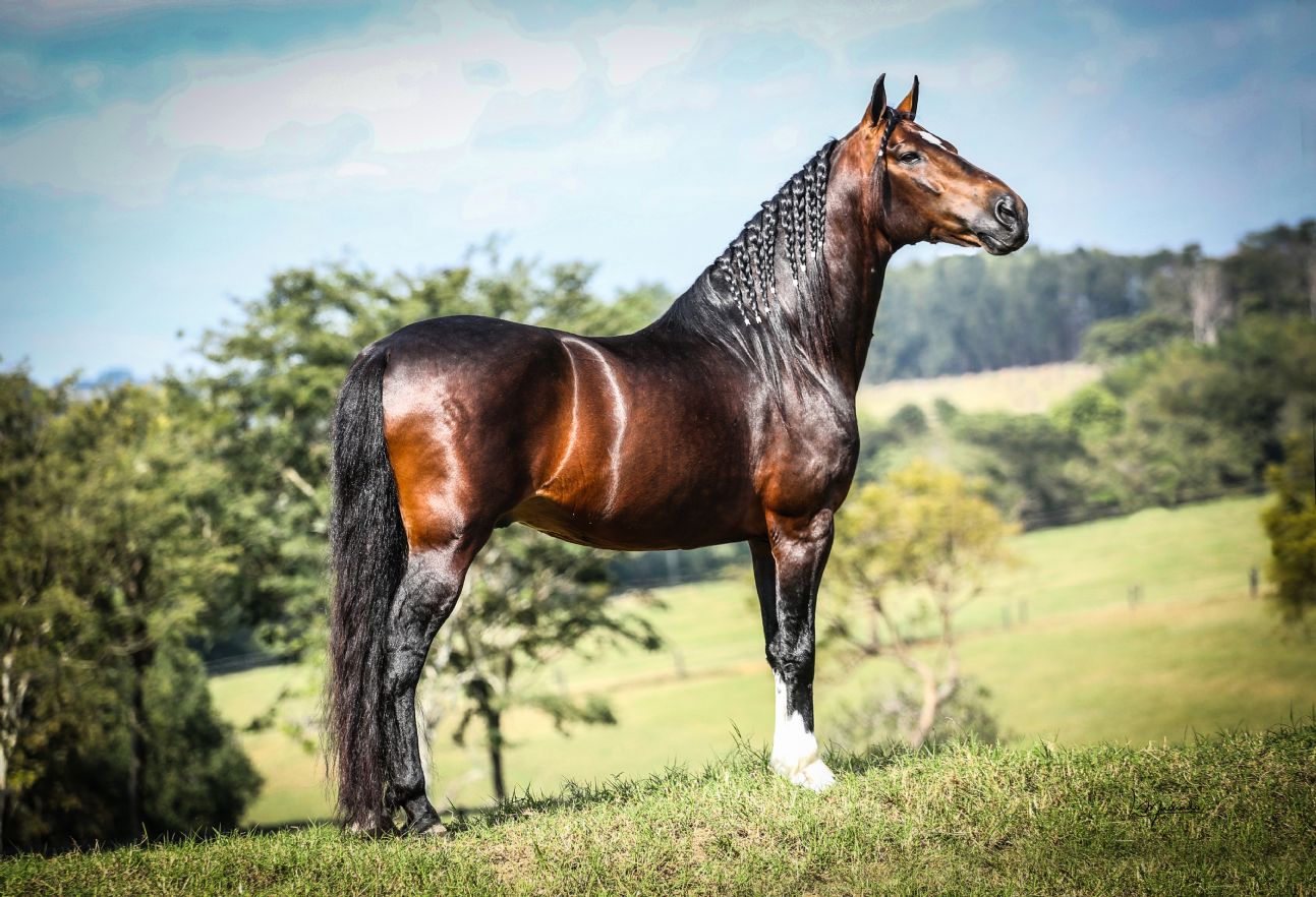 LÓTUS DA CATIMBA, CONQUISTOU O RES. CAMPEÃO NACIONAL PROGÊNIE DE PAI 2019